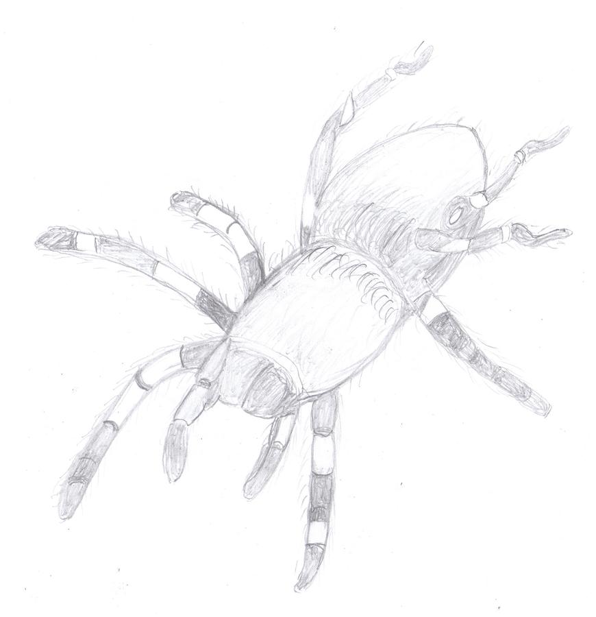 incy wincy elephant