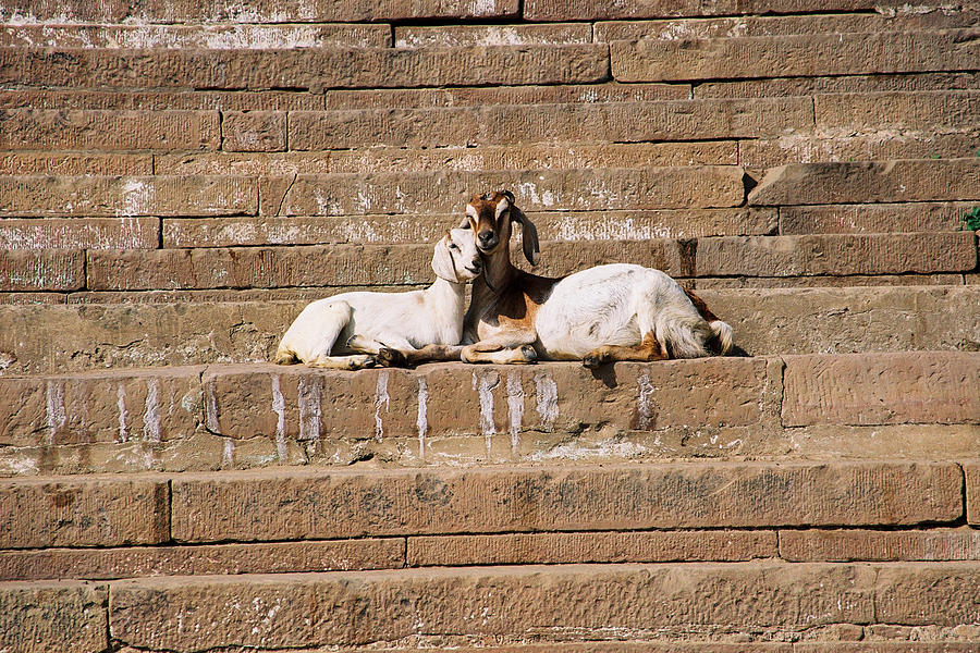 Goats In Love Photograph by Claude Taylor