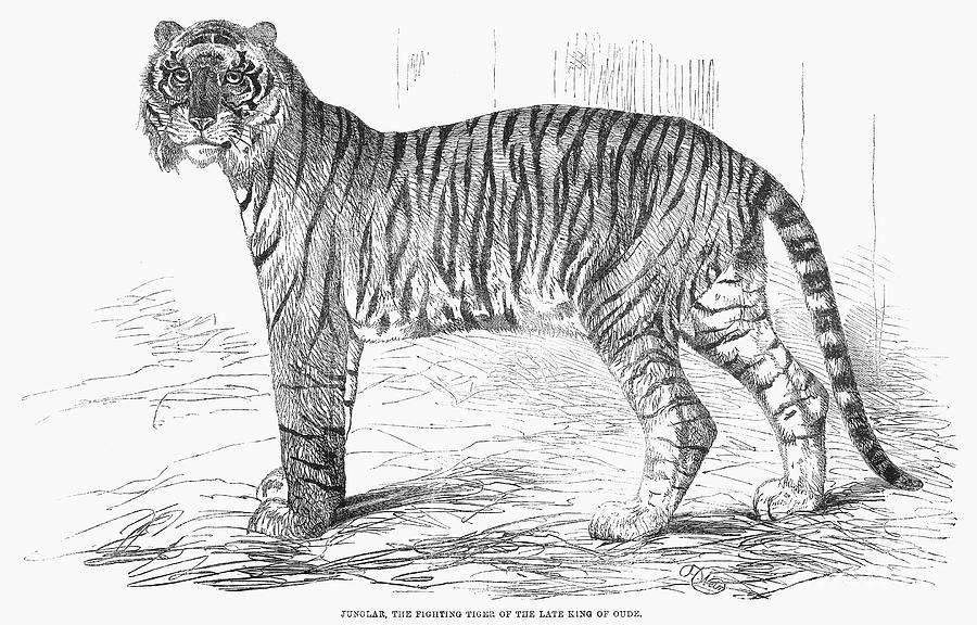 India: Royal Tiger, 1859 Photograph by Granger