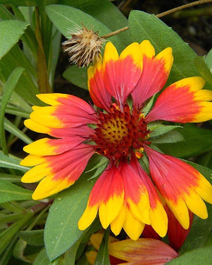 Indian Blanket and Dried Bud Photograph by Warren Thompson | Pixels