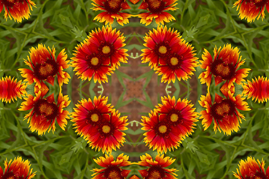 Indian Blanket Flower - Kaleidoscope Photograph by Bill Barber