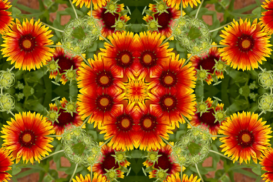 Indian Blanket Flower Kaleidoscope Photograph by Bill Barber