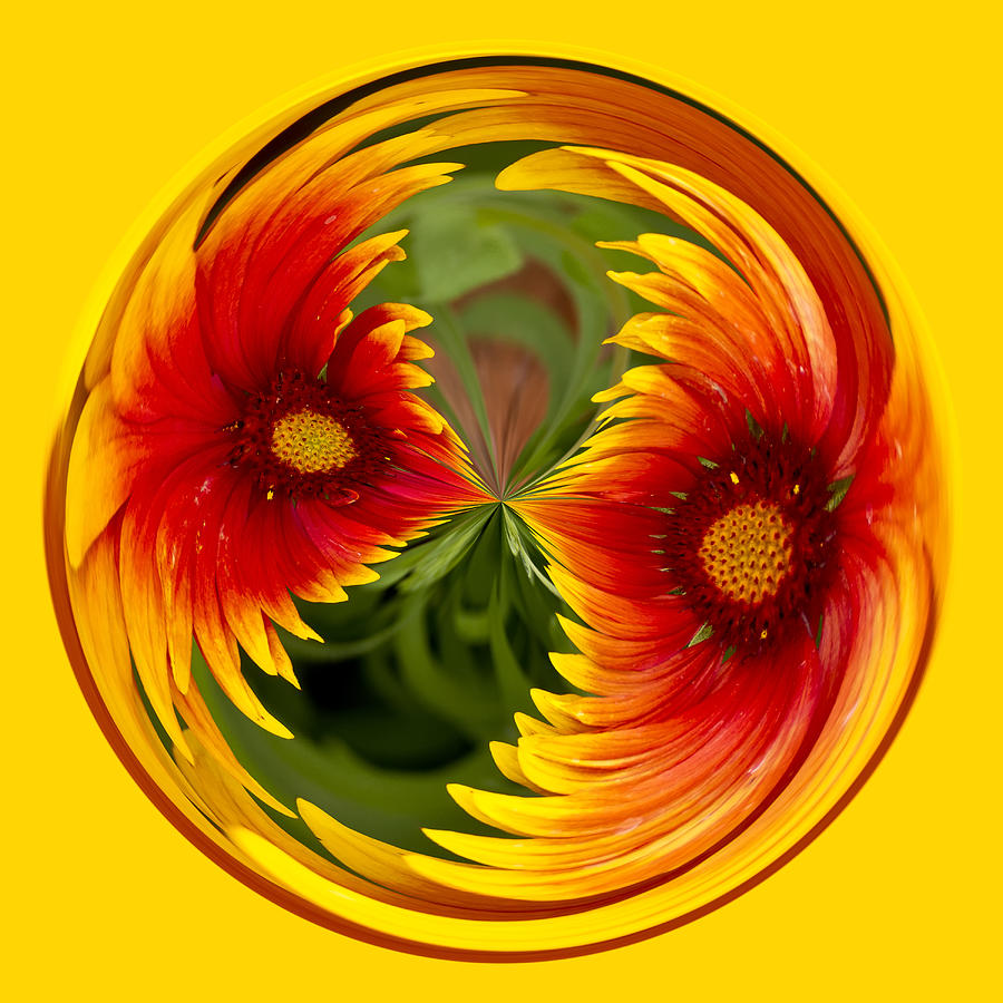 Indian Blanket Flower Orb Photograph by Bill Barber