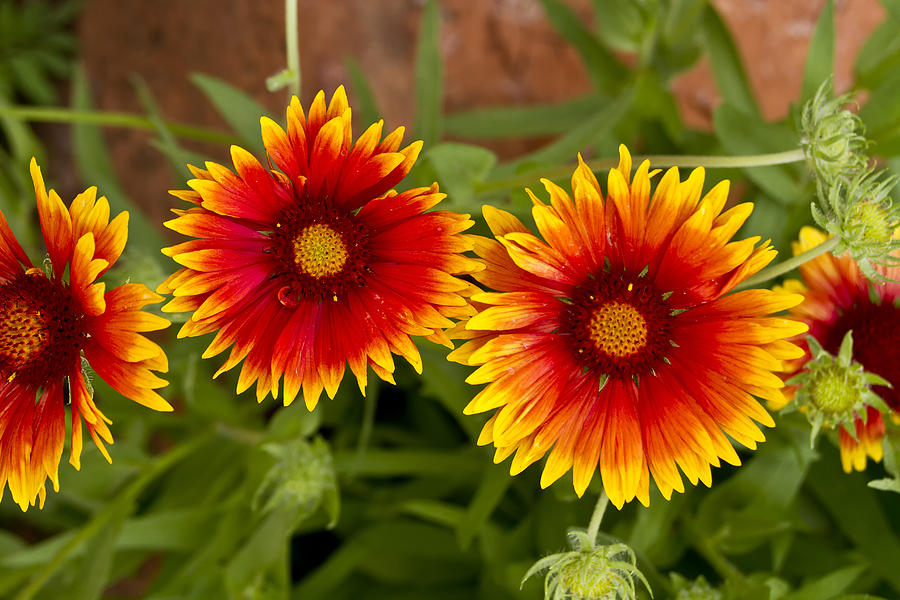 Indian Blanket Flowers Photograph by Bill Barber