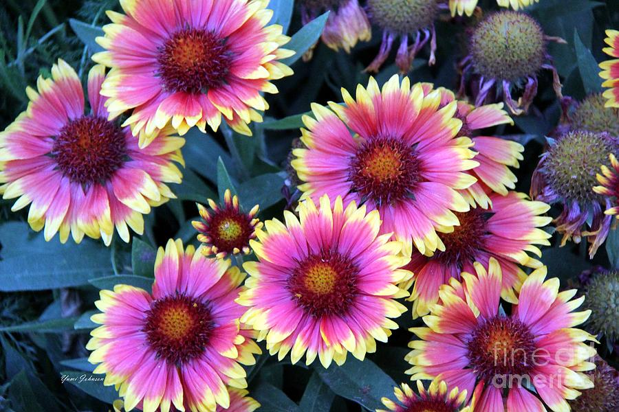 Indian blanket flowers Photograph by Yumi Johnson