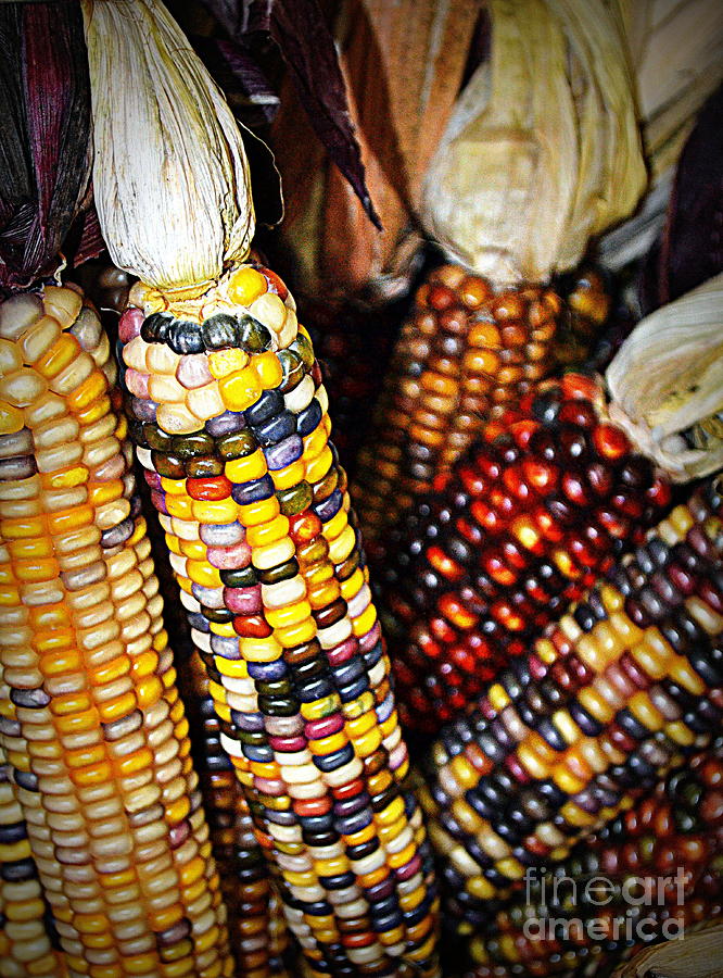 Indian Corn 2 Photograph by Kevin Fortier