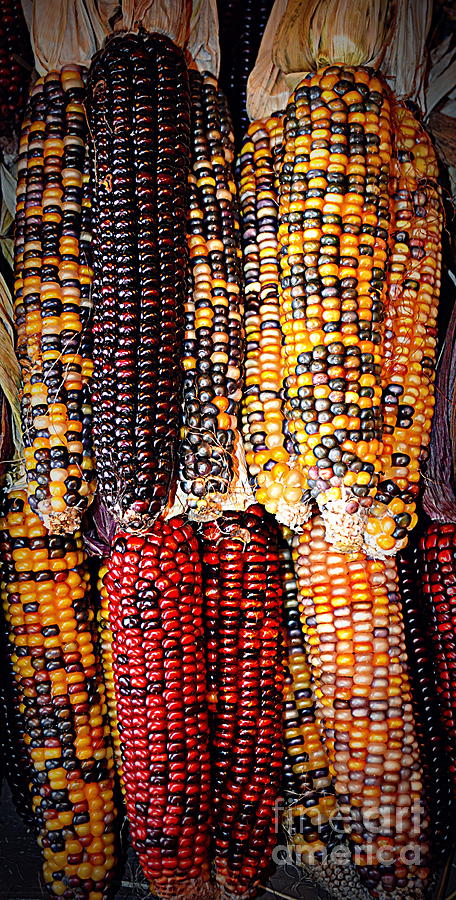 Indian Corn 3 Photograph by Kevin Fortier