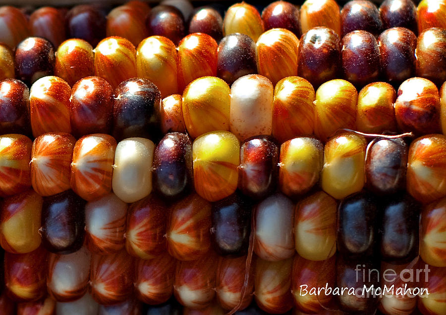Indian Corn Photograph by Barbara McMahon