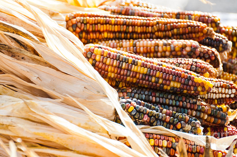 Indian Corn Photograph by Cheryl Baxter