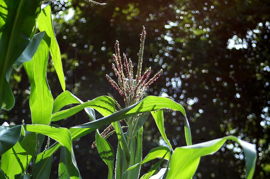Indian Corn Coming Photograph by Barbara S Nickerson - Fine Art America