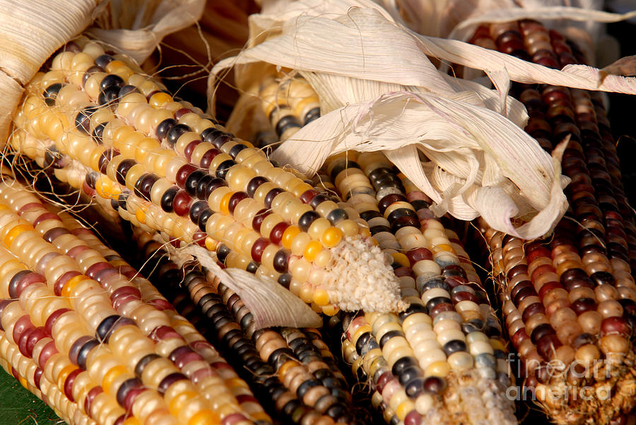 Indian Corn Photograph by JT Lewis