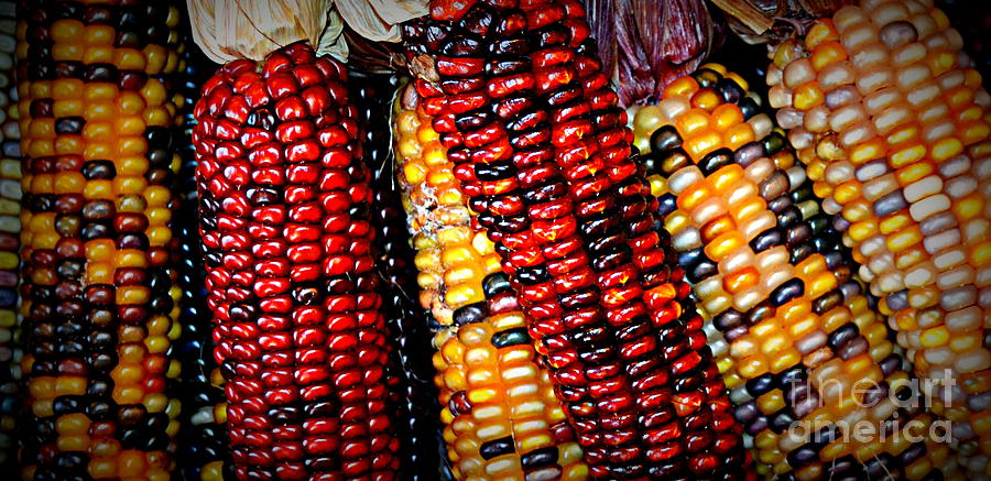 Indian Corn Photograph by Kevin Fortier