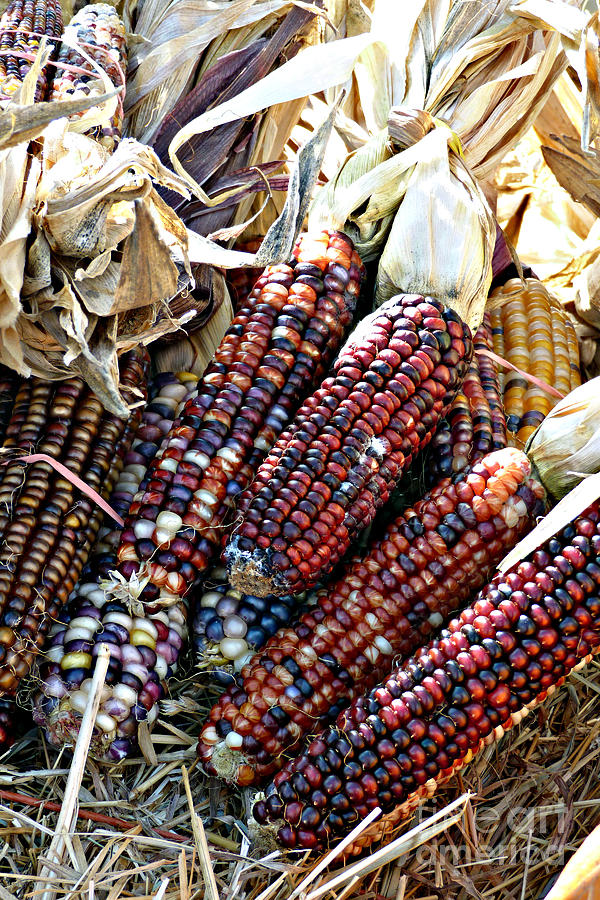 Indian Corn Photograph by Louise Peardon