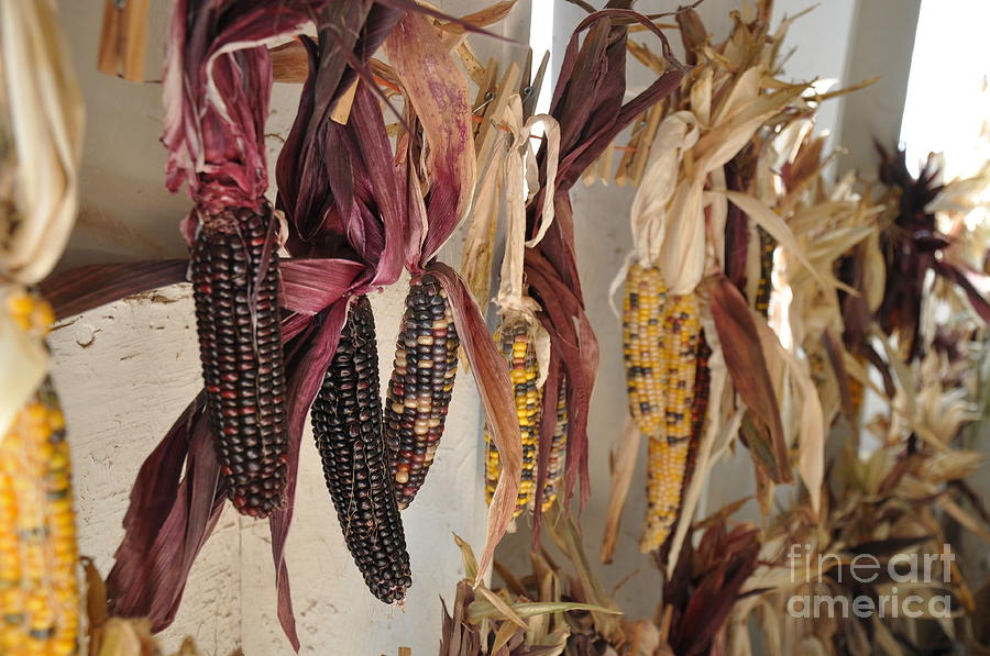 Indian Corn Photograph by Tatyana Searcy
