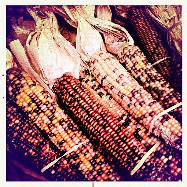 Thanksgiving Photograph - Indian Corn. #thanksgiving by Bonnie Natko