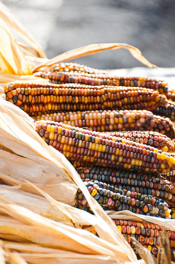 Indian Corn2 Photograph by Cheryl Baxter
