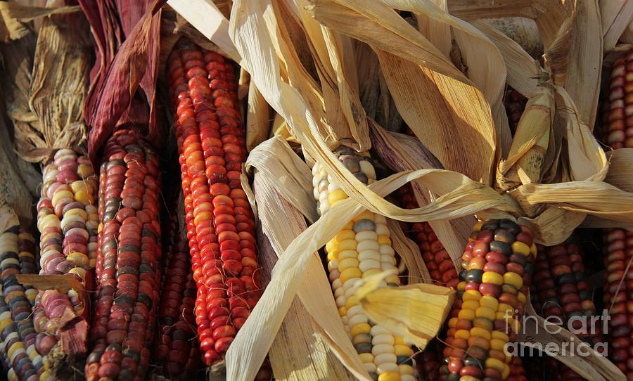 Indian Corns Photograph by Yumi Johnson