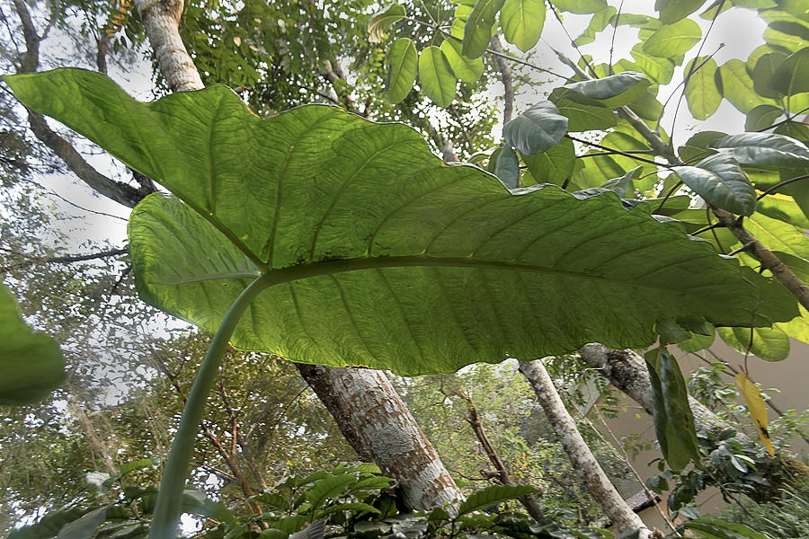 Indian Elephant Ear Plant Photograph by Kantilal Patel | Fine Art America