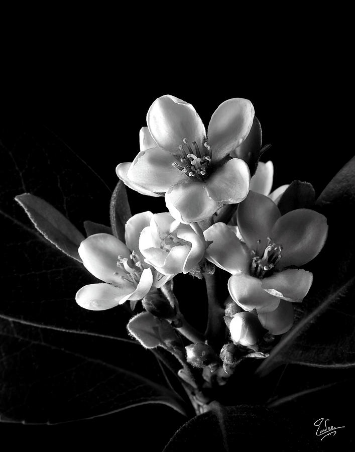 Indian Hawthorn in Black and White Photograph by Endre Balogh