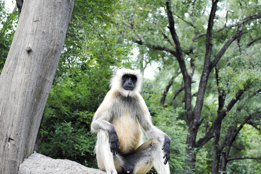 Indian Monkey Photograph by Sumit Mehndiratta