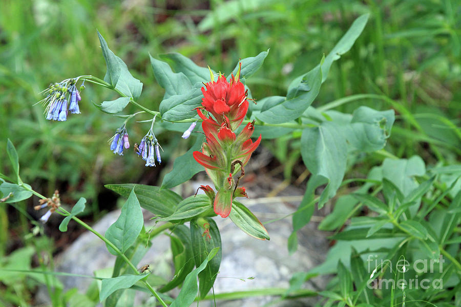 Indian Paint Brush Photograph by Edward R Wisell