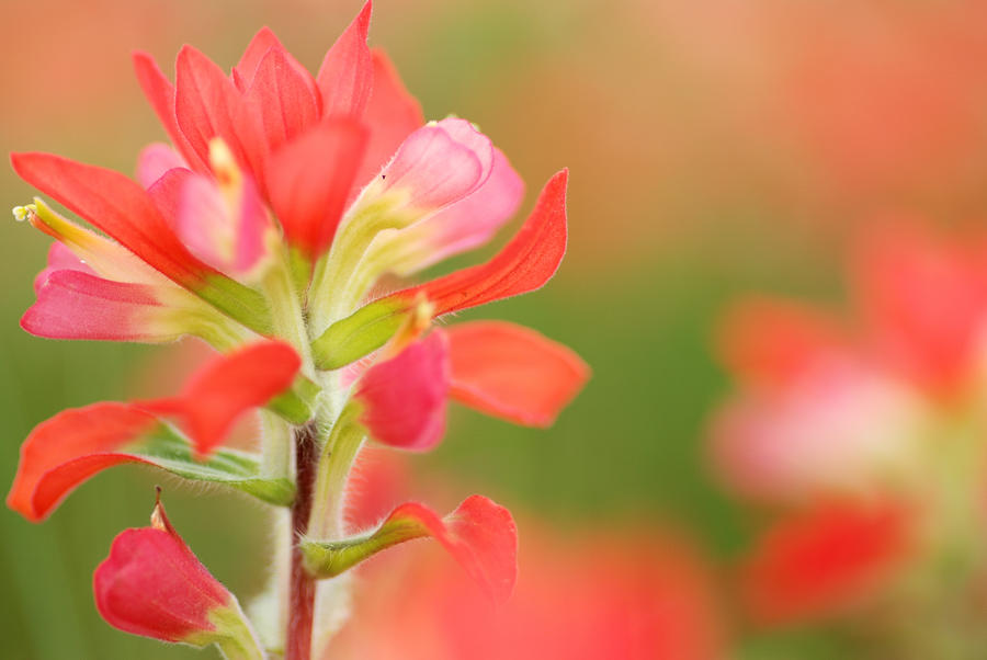 Indian Paint Brush Flower by Iris Greenwell