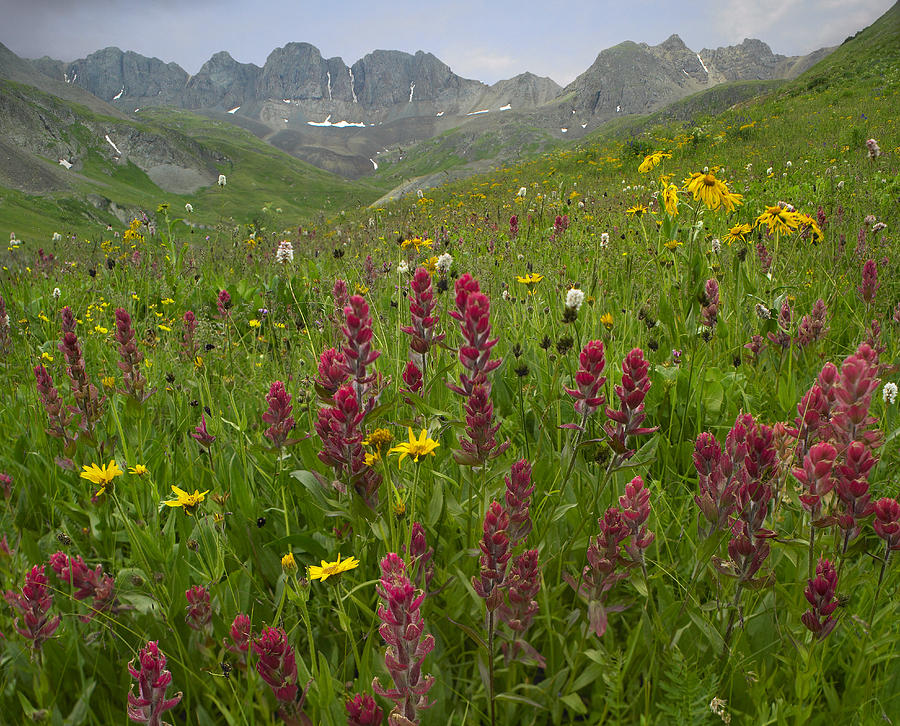 Indian Paintbrush Meadow At American Photograph by Tim Fitzharris