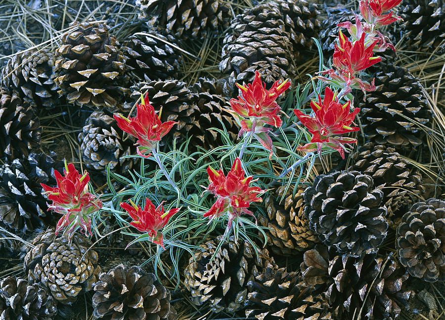 Indian Paintbrush Surrounded By Pine Photograph by Tim Fitzharris