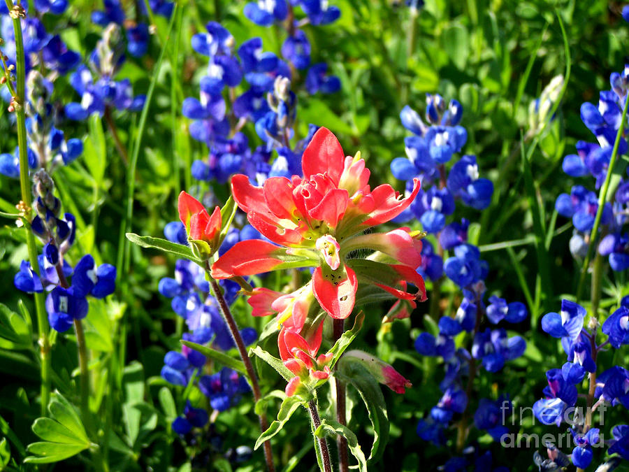 Indian Paintbrush With Bluebonnets Photograph by Kathy  White