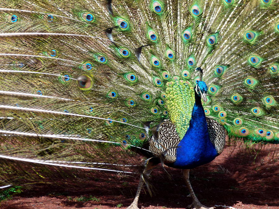 Indian Peacock Dance Photograph by Cindy Wright