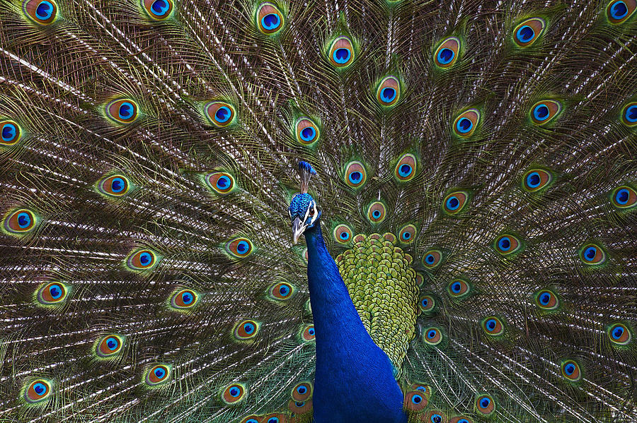 Indian Peafowl Male With Tail Fanned Photograph by Tim Fitzharris