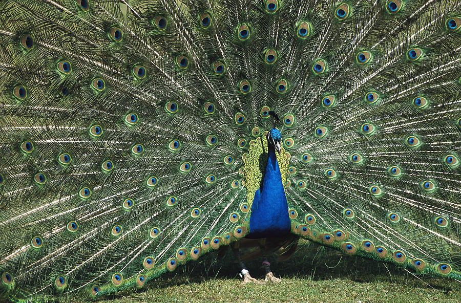 Indian Peafowl Pavo Cristatus Male Photograph by Konrad Wothe