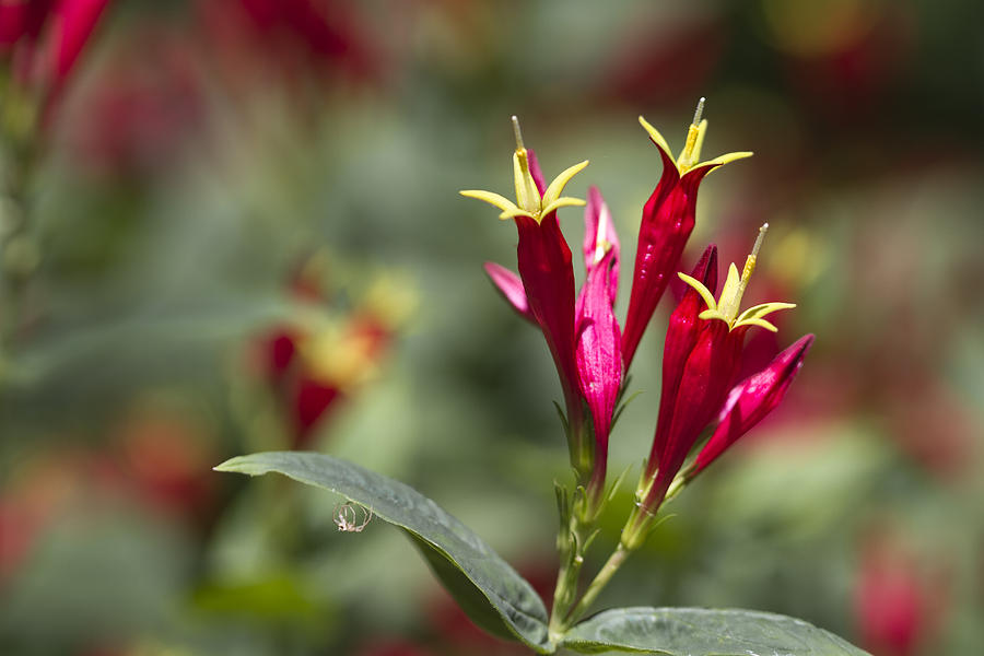 Indian Pink - Spigelia marilandica - Firecracker Wildflowers Photograph by Kathy Clark