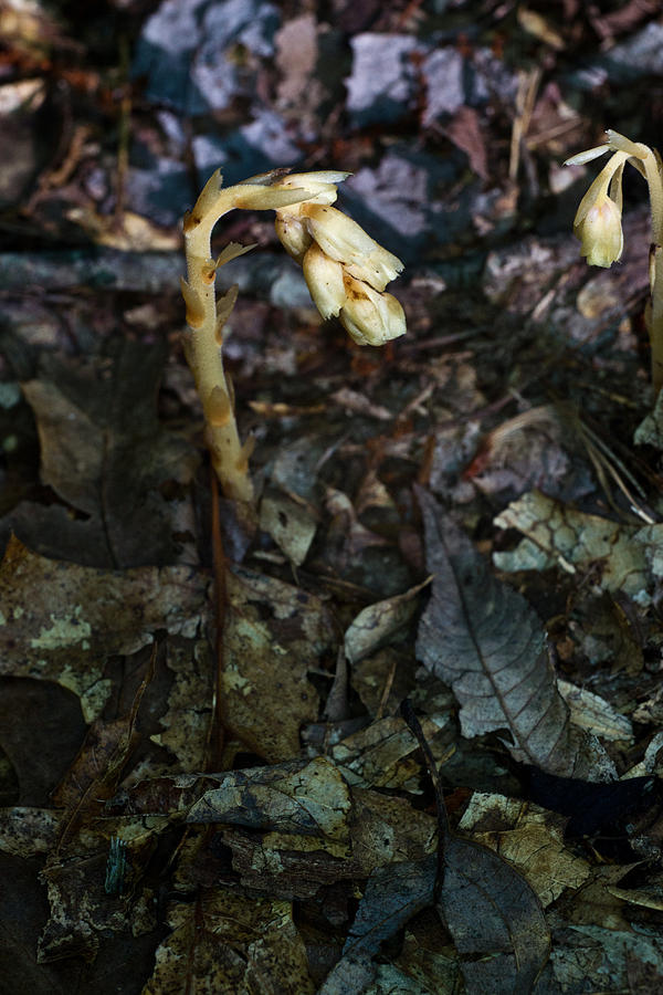 Indian Pipe With Yellow Coloration 2 Photograph