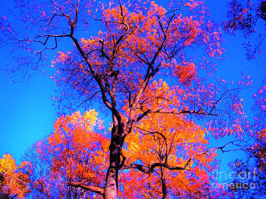 Indian Summer Autumn Scene  Photograph by Susan Carella