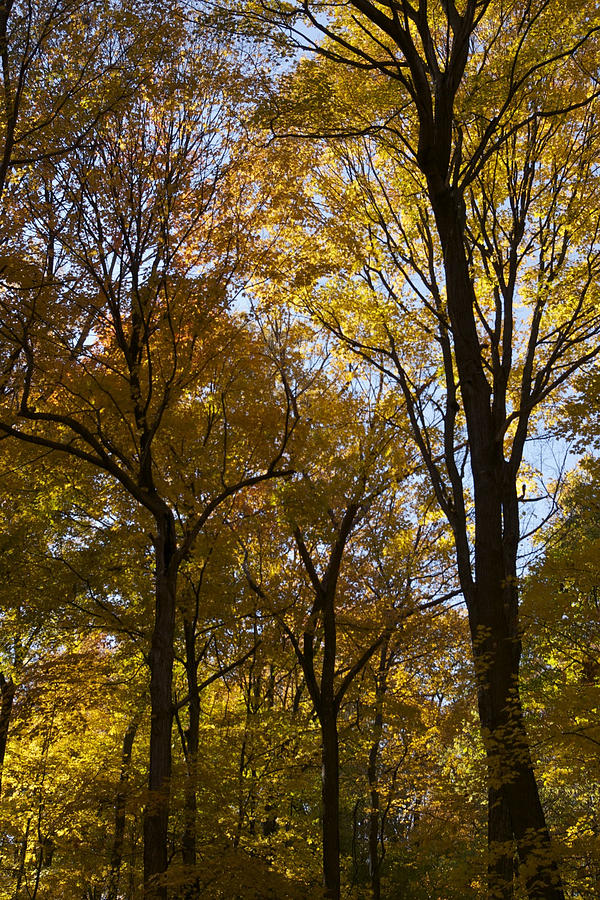 Fall Photograph - Indiana Autumn by Susan Morris