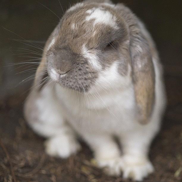 Rabbit Photograph - Indiana #conejo #rabbits #rabbit #bunny by Andy Kleinmoedig
