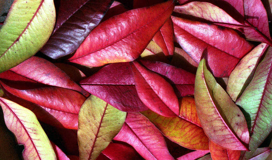 Fall Color Photograph - Indiana Fall Leaves by Jennifer Bright Burr