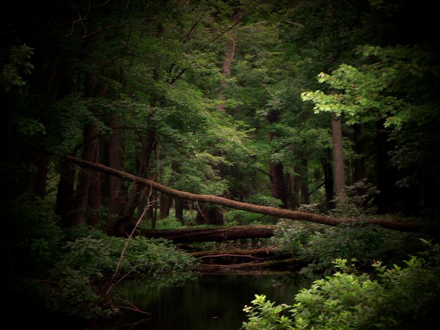 Indiana Forest Photograph by Michael L Kimble - Fine Art America