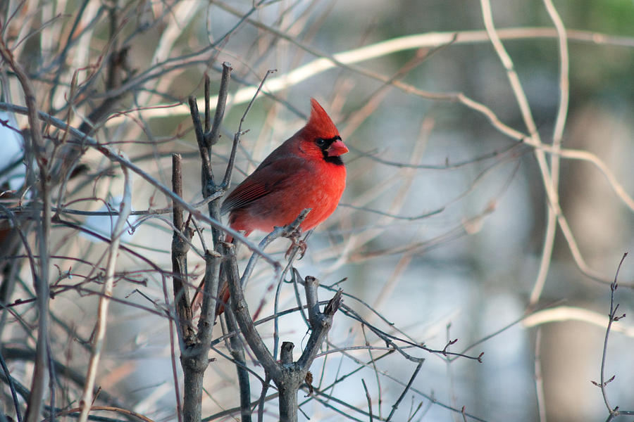 Indiana State Bird Photograph by Craig Hosterman - Fine Art America
