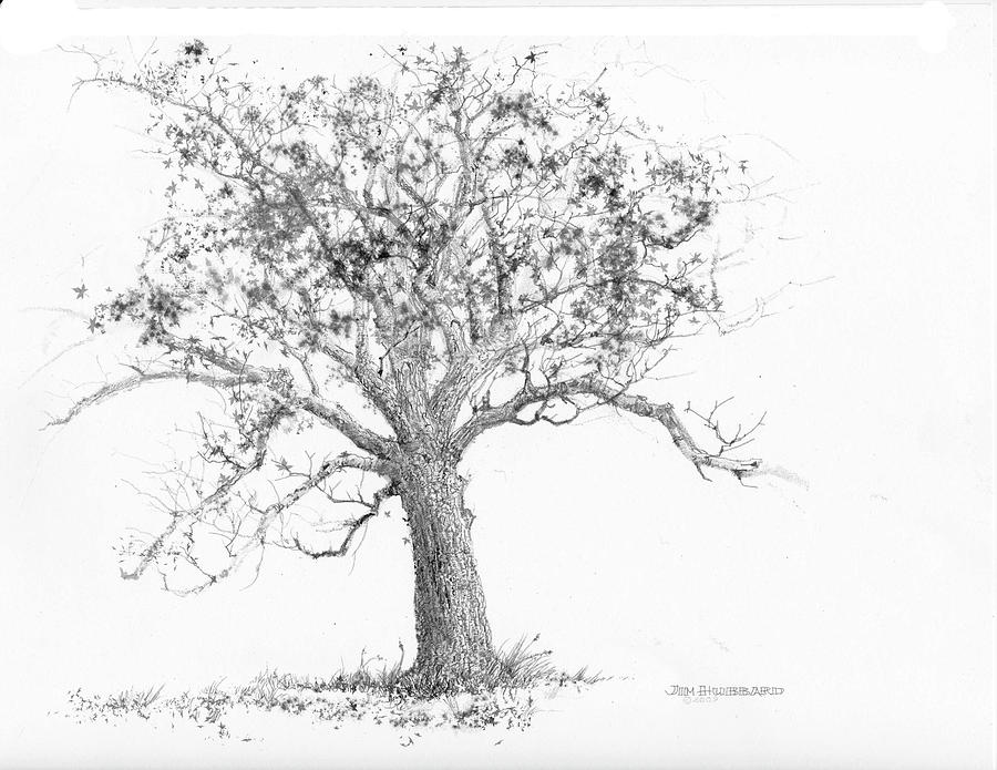 Indiana-Tulip Poplar Drawing by Jim Hubbard - Fine Art America