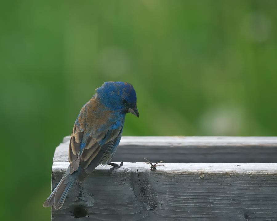 Bird Photograph - Indigo Bunting and Friend by Sue Capuano