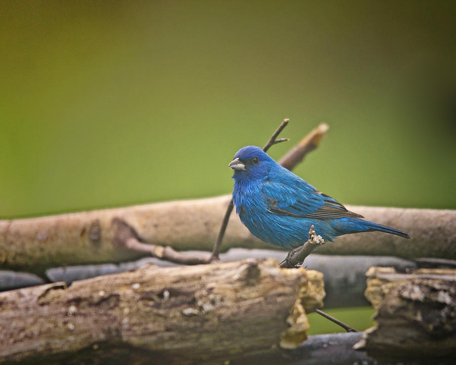 Finch Photograph - Indigo Bunting by Sue Capuano