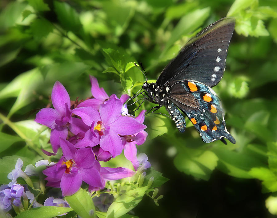 Indigo Swallowtail Photograph by Joseph G Holland