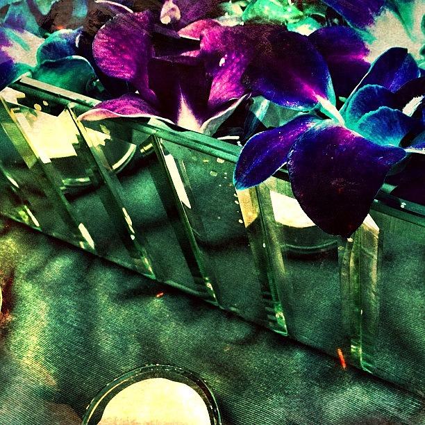 Cool Photograph - Indigo Violet And Orchid #flowers by Cara Lewis