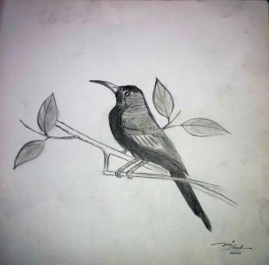 Indonesia Endemic Bird Drawing by AndiZA