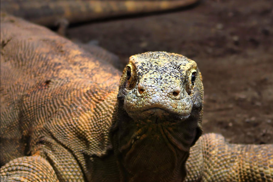 Indonesian Komodo Dragon Photograph by Tracie Schiebel