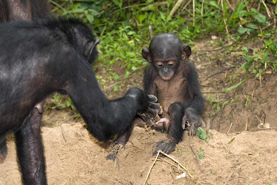 Infant Bonobo Ape And Mother Photograph By Tony Camacho Fine Art America 9758