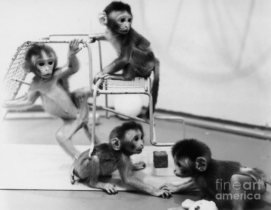 Infant Monkeys At Play Photograph by Science Source