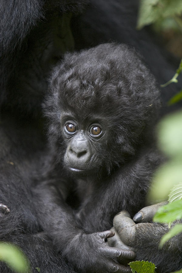 Infant Mountain Gorilla Rwanda Photograph by Suzi Eszterhas